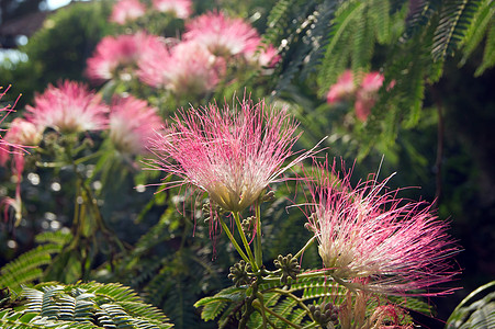 波斯丝绸树艺术雄蕊含羞草粉红色花园合欢红色叶子植物学狂欢节图片