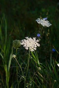 Yarrow 阿奇拉科利亚绿色蓍草千叶野花植物学草本植物群药品荒野植物图片