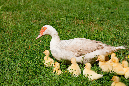 沉默的鸭子羽毛宠物家禽农场动物白色红色小鸭子孩子绿色图片