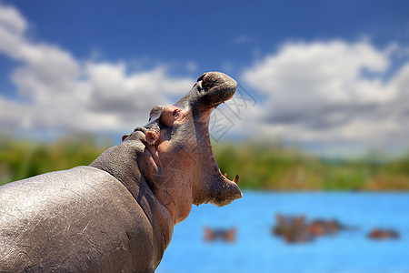 非洲湖边的希波河Hippo危险荒野团体动物身体食草眼睛两栖公园野生动物图片