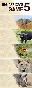 大五大游戏捕食者水牛狮子环境旅行团体哺乳动物公园荒野豹属图片