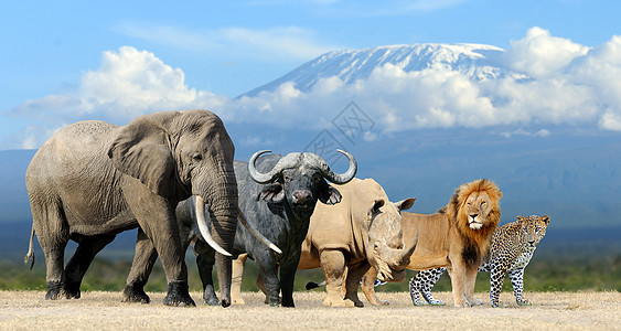 大五大游戏豹属喇叭荒野国家团体旅游狮子猎人国王犀牛图片