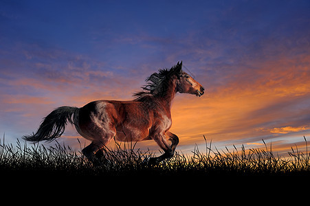 日落天空背景的马图片