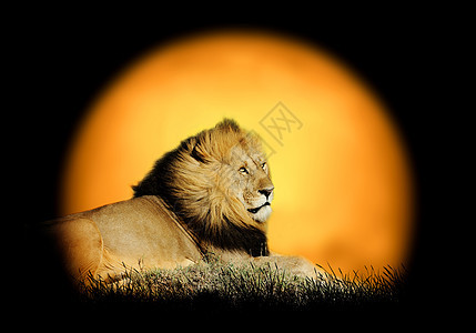 关于日落背景的狮子野生动物危险动物太阳旅行风景男性热带国王大草原图片