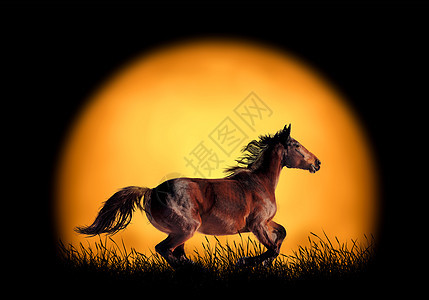 马在日落的背景中奔跑图片