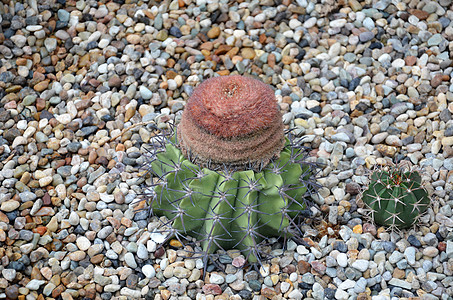 来自巴西的土耳其角仙人掌干旱头孢植物学头发植物海湾仙人球羊毛乳晕植物群背景图片