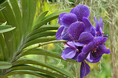 美丽的紫兰花 长发素花瓣花束植物群兰花植物学风格热带花园农村植物图片