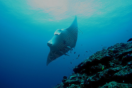 蝠鲼水下潜水照片马尔代夫印度洋气候荒野浮潜珊瑚蓝色野生动物游泳射线旅行海洋图片