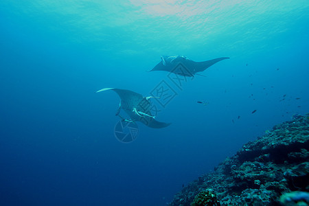 蝠鲼水下潜水照片马尔代夫印度洋盐水射线生活野生动物旅行海洋热带浮潜气候荒野图片