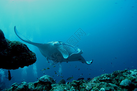 蝠鲼水下潜水照片马尔代夫印度洋射线旅行野生动物荒野热带冒险飞行盐水游泳蓝色图片