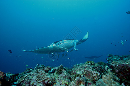 蝠鲼水下潜水照片马尔代夫印度洋冒险飞行旅行浮潜热带游泳生活海洋盐水野生动物图片