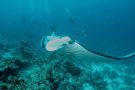 蝠鲼水下潜水照片马尔代夫印度洋浮潜热带野生动物盐水射线荒野蓝色旅行气候游泳图片