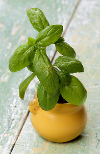 新鲜绿色巴西水滴纹理叶子食物菜园植物蔬菜花盆健康饮食草本植物图片