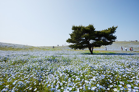 蛋白质开花场地天空观光蓝色花园植物风景白色旅行季节图片