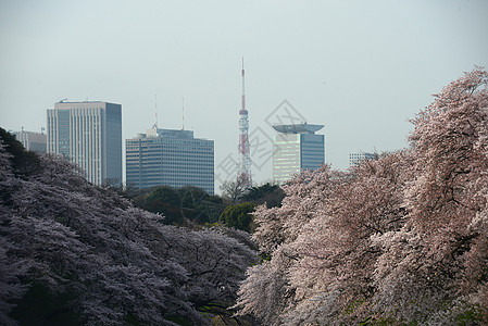 鸟谷蓝色樱花旅行风景节日地标粉色天空公园季节图片