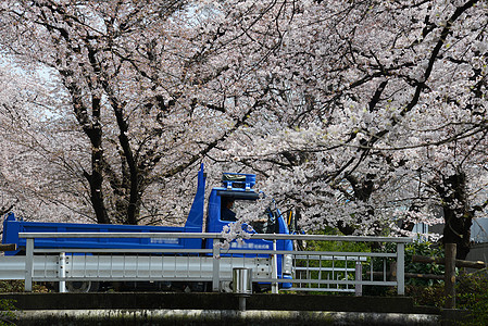 东京附近的萨库拉花园天空植物白色蓝色绿色季节粉色图片