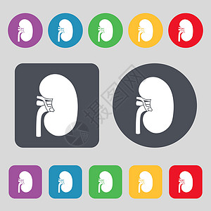 肾脏图标符号 一组有12色按钮 平面设计 矢量图片