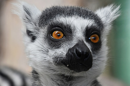 环尾狐猴近身肖像戒指动物园动物哺乳动物灵长类鼻子晶须眼睛灰色野生动物图片