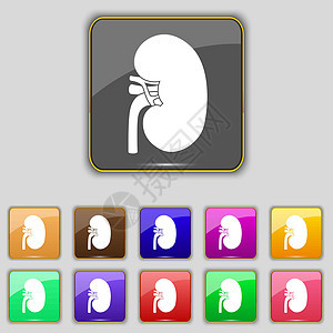 Kidney 图标符号 设置为您网站的11个彩色按钮 矢量图片