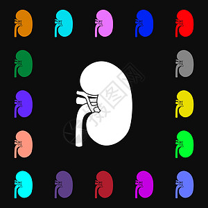 肾脏图标标志 您设计的很多彩色符号 韦克托图片