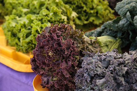 紫色和绿色罗马黄素生菜和甘蓝生长蔬菜农贸市场花园收成农业篮子食物生产图片