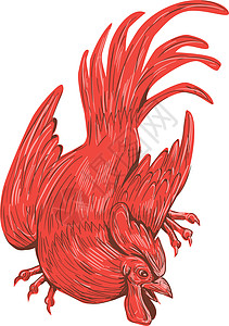 鸡Rooster 山鸡弯杖画图图片