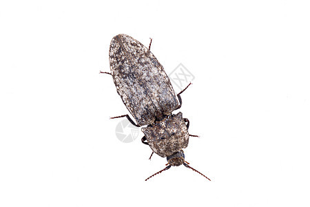 白色背景上的棕色错误宏观黑色甲虫臭虫蟑螂昆虫身体动物天线漏洞图片