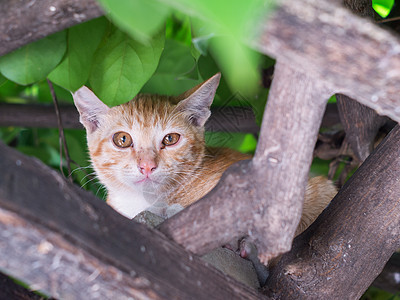 猫爬在树上绿色白色小猫叶子灰色猫咪毛皮动物花园隐藏图片