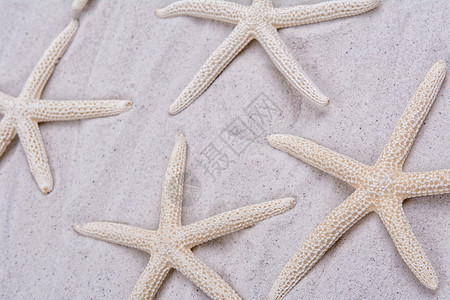 灰沙背景的白海星风景海星背景图片