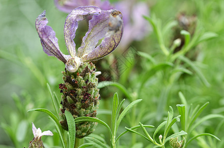 绿背景的蝴蝶紫色场地植物天空药品荒野花园薰衣草季节香水蓝色图片