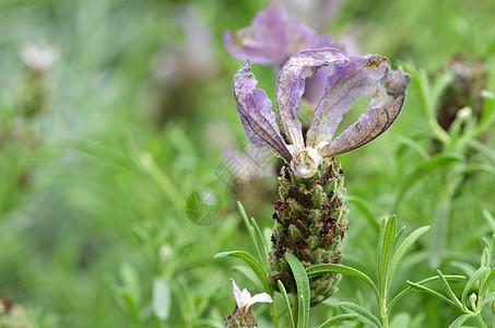 绿背景的蝴蝶紫色蓝色薰衣草植物群植物季节天空花园荒野场地香水图片