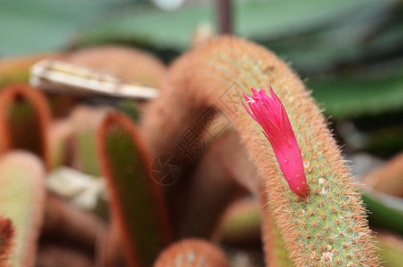 粉红的金色花朵 大老鼠尾尾仙人掌植物叶子尾巴肉质绿色花园生长美丽脊柱沙漠图片