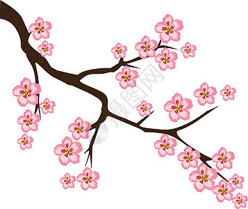 樱桃插图叶子植物学樱花花园白色季节粉色花瓣植物图片