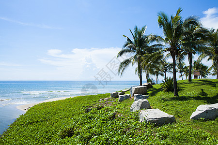 东海假期海景海浪椰子海洋天空蓝色阳光热带气候图片