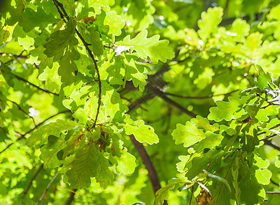阳光下绿橡树叶的背景活力叶子季节森林静脉亮度环境林地太阳生活图片