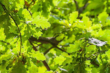 阳光下绿橡树叶的背景森林绿色植物生活静脉天空季节亮度叶子活力图片