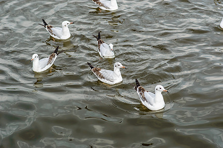 海鸥飞翅膀白色野生动物荒野图片