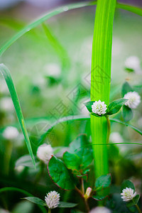 有花草的绿草叶子背景图片