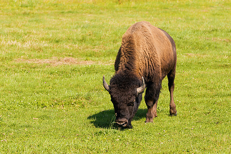 美国野牛Bison 野牛只是水牛毛皮喇叭荒野男性农村车站奶牛公园草原哺乳动物图片