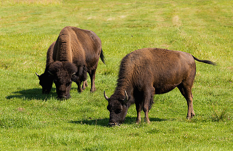 美国野牛Bison 野牛只是水牛顶层哺乳动物奶牛荒野喇叭配种平原车站场地毛皮图片