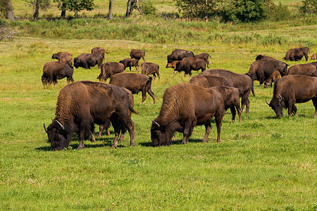 美国野牛Bison 野牛只是水牛男性奶牛毛皮草地峡谷顶层野生动物草原配种公园图片