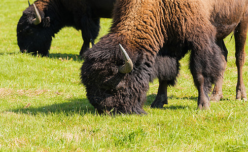 美国野牛Bison 野牛只是水牛配种车站动物草地毛皮场地国家平原顶层男性图片