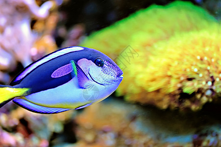 热带热带鱼类荒野假期红色情调野生动物潜水海洋异国珊瑚蓝色图片
