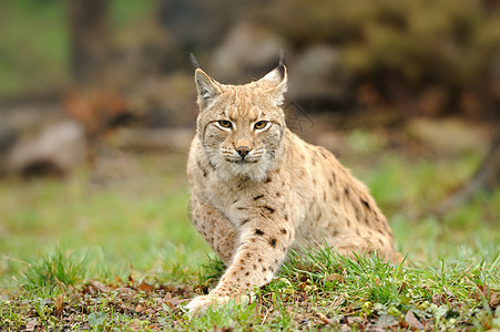 青年林木头森林山猫头发捕食者荒野猎人动物眼睛绿色图片