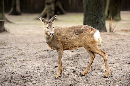 年轻鹿动物木头野生动物毛皮鱼子女性哺乳动物耳朵棕色林地图片