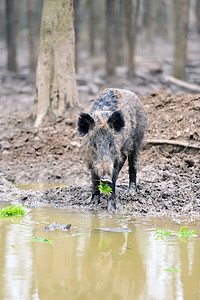 野猪公园危险灌木丛头发野生动物怪物公猪叶子哺乳动物木头图片