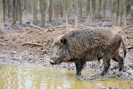 野猪哺乳动物男性头发毛皮叶子荒野公猪公园怪物生物图片