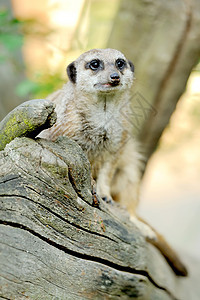 一个站立直立 眼神警觉的默尔卡特人动物防御保卫眼睛生物学生物警卫保障野生动物毛皮图片