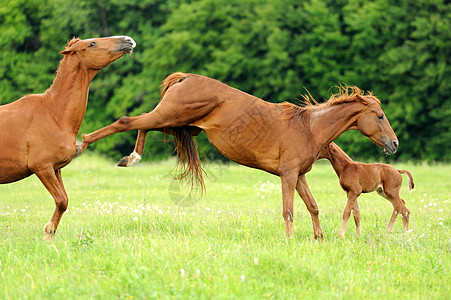 马运动鬃毛草地牧场男性哺乳动物赛跑者灰尘自由速度图片