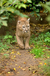 美洲狮捕食者哺乳动物大猫猫咪猫科动物草原生物多面手林地图片